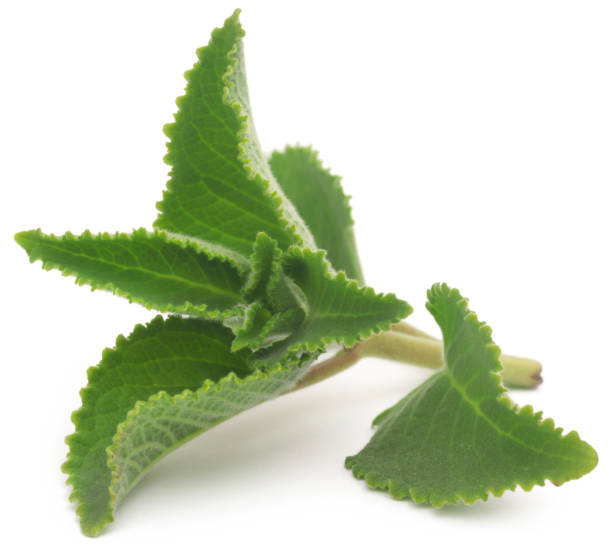 istock Oregano leaves 1466800790