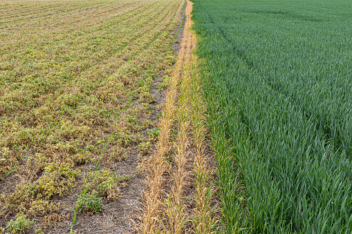 A field of winter wheat growing on the right and alflafla killed by herbicide on the left.  The herbicide has killed some of the wheat.