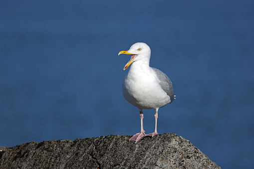 European herring gull (Larus argentatus) sitting on the rock