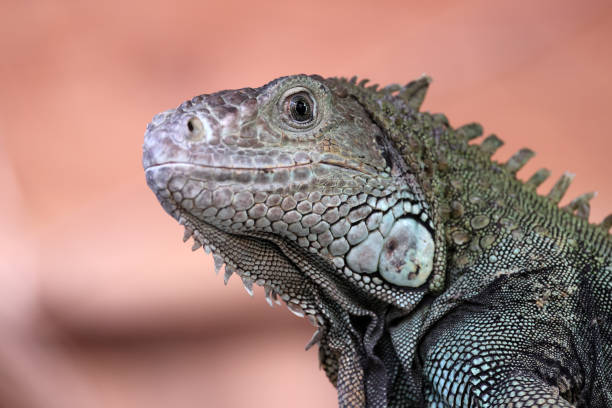 istock close up of a green iguana 1466801240