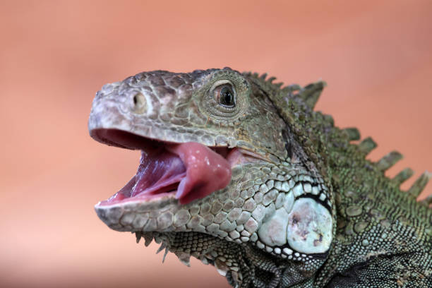 close up of a green iguana