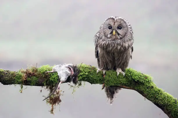 Photo of closeup of Ural owl (Strix uralensis) in wild