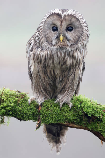 istock closeup of Ural owl (Strix uralensis) in wild 1466801497