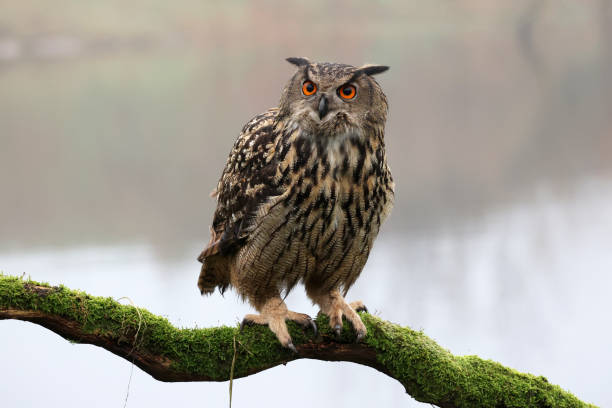 istock closeup of Eurasian eagle-owl (Bubo bubo) in wild 1466801530