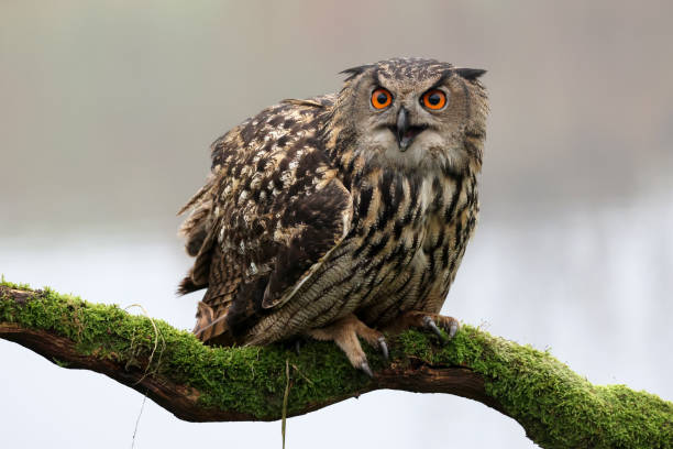 istock closeup of Eurasian eagle-owl (Bubo bubo) in wild 1466801653