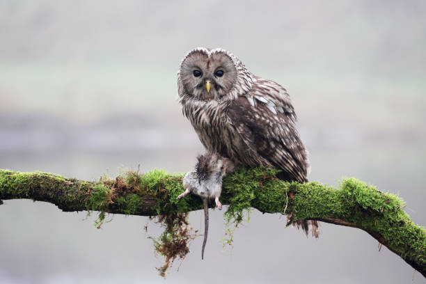 istock closeup of Ural owl (Strix uralensis) in wild 1466802204