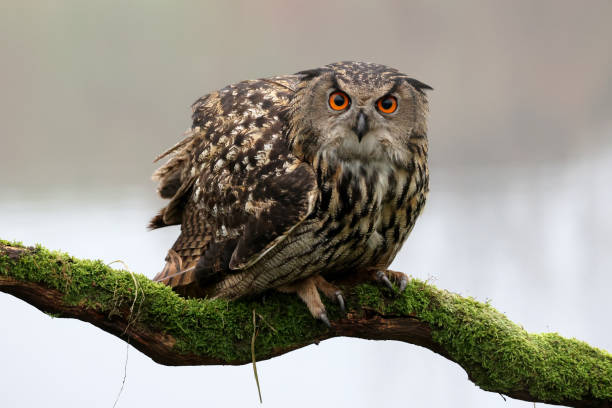 istock closeup of Eurasian eagle-owl (Bubo bubo) in wild 1466802205