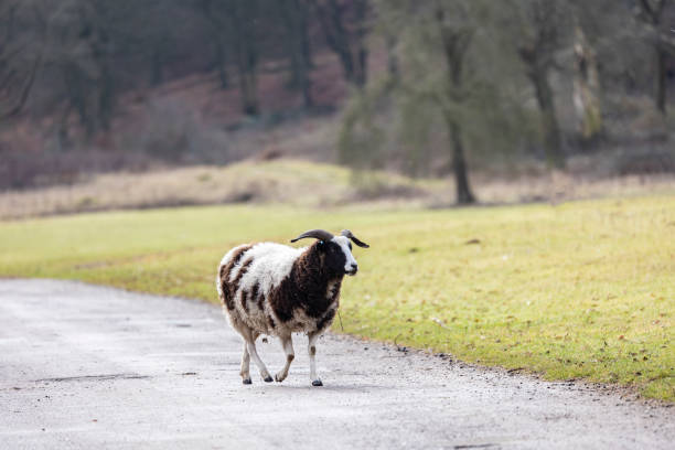 una oveja jacobs de raza rara marrón y blanca de pie en un prado verde en primavera - jacob sheep fotografías e imágenes de stock