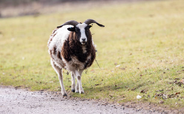 una oveja jacobs de raza rara marrón y blanca de pie en un prado verde en primavera - jacob sheep fotografías e imágenes de stock