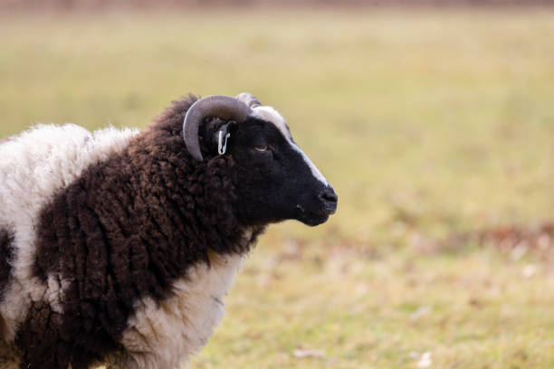una oveja jacobs de raza rara marrón y blanca de pie en un prado verde en primavera - jacob sheep fotografías e imágenes de stock