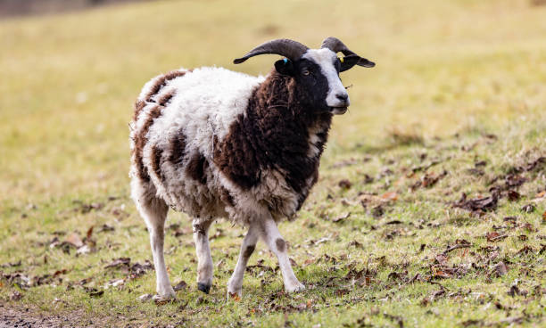 una oveja jacobs de raza rara marrón y blanca de pie en un prado verde en primavera - jacob sheep fotografías e imágenes de stock