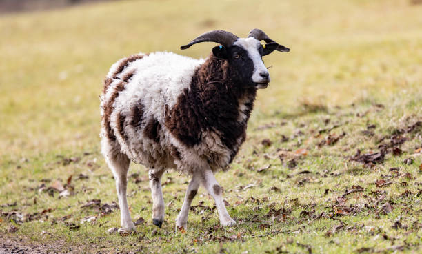 brązowo-biała rzadka rasa owiec jacobs stojąca na zielonej łące wiosną - jacob sheep zdjęcia i obrazy z banku zdjęć