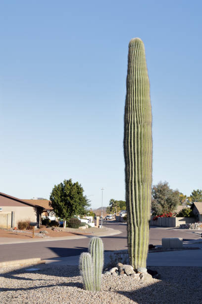 istock Young Saguaro Trio in Arizona Front Yard 1466804669