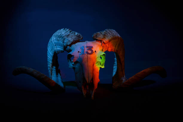 istock Mouflon skull illuminated with colored lights 1466804690