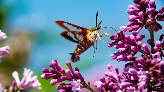 A yellow swallowtail butterfly standing on a pink flower with vibrant bokeh in the background.