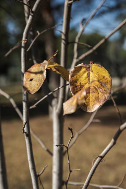yellowed/dried leaves on the branch