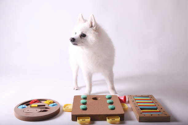istock Dog playing Intellectual game. Training game for dogs. 1466807249