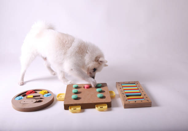 istock Dog playing Intellectual game. Training game for dogs. 1466807295