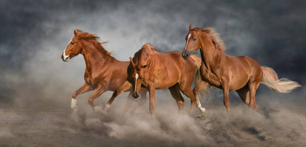istock Three red horse free run in desert 1466808151