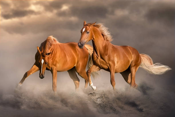 istock Couple of red horses run 1466808152