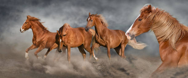 istock Horse herd  galloping on desert 1466808153