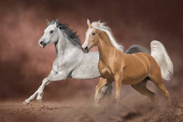istock Two beautiful horse with long mane run in desert 1466808186