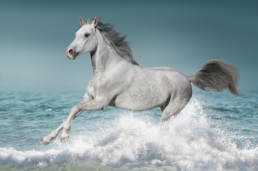 Grey horse runs in the water of the blue sea