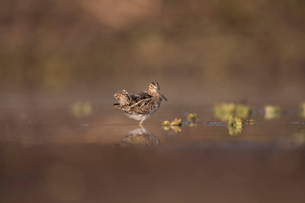 istock common Snipe with reflection in wetland in Morning 1466809899