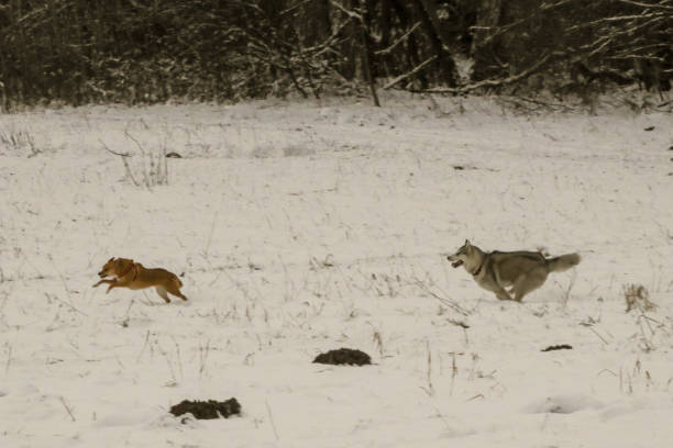 istock Dogs playing on the field covered by snow, winter. 1466810792