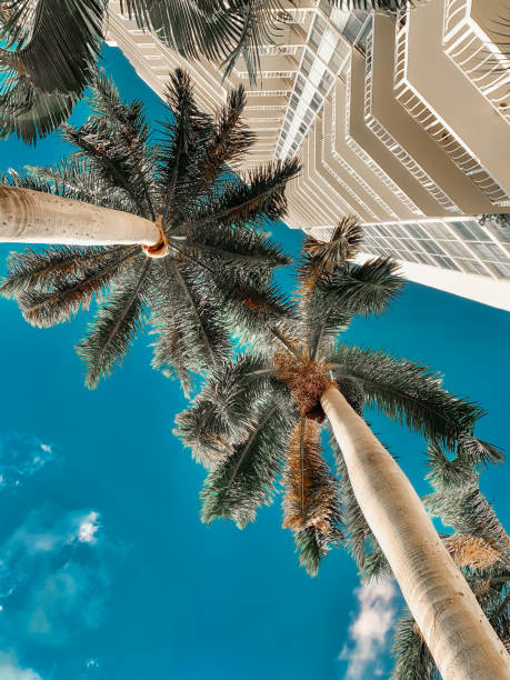 palmera sobre florida - fort lauderdale florida miami florida beach fotografías e imágenes de stock