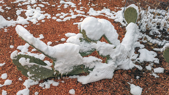Snow on cactus in Zion National Park at the Human History Museum on the scenic drive