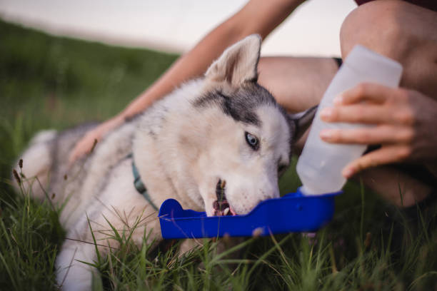 istock Dog drinking from portable pet water bottle while walking with its owner 1466812638