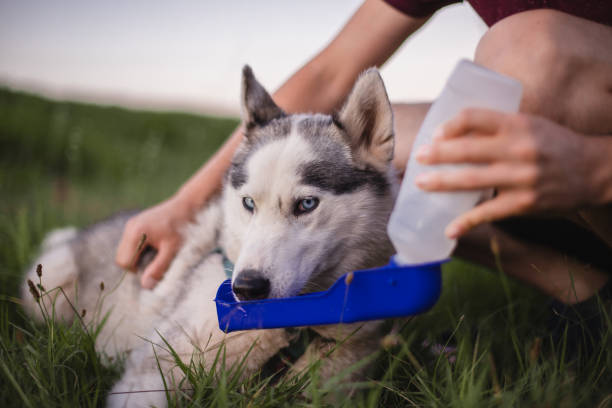 Dog drinking from portable pet water bottle while walking with its owner