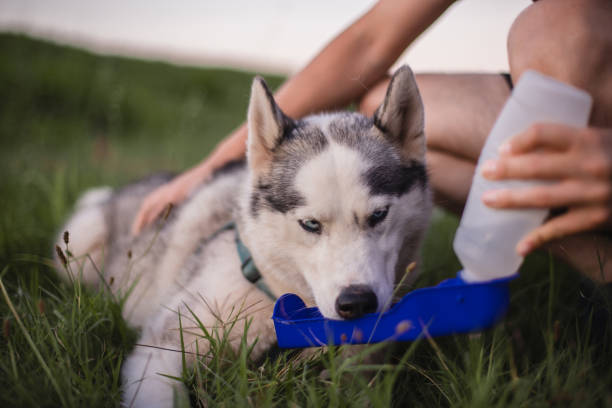 istock Dog drinking from portable pet water bottle while walking with its owner 1466812668