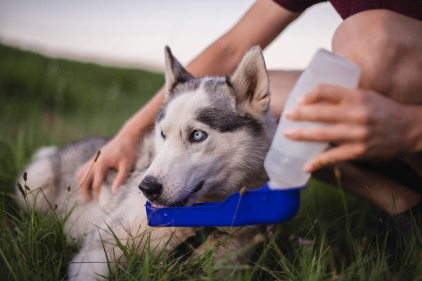 istock Dog drinking from portable pet water bottle while walking with its owner 1466812677