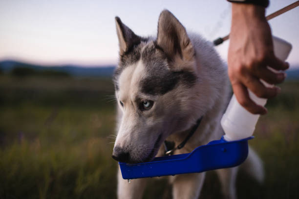 istock Dog drinking from portable pet water bottle while walking with its owner 1466812819