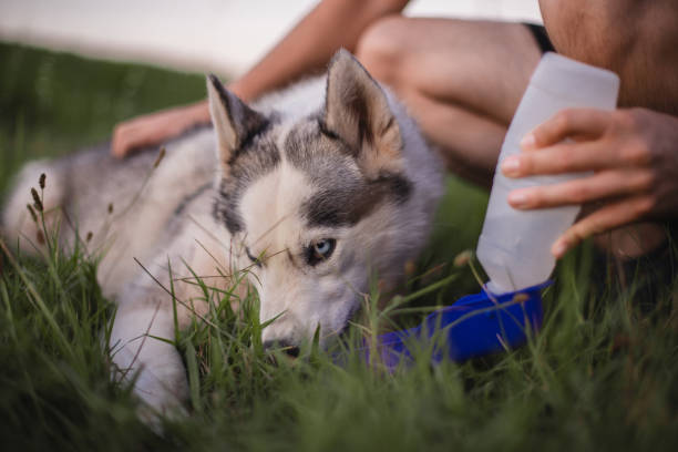 istock Dog drinking from portable pet water bottle while walking with its owner 1466813340