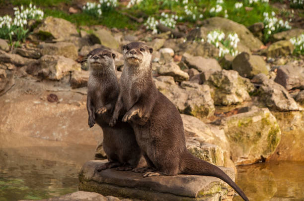Two otters on the lookout