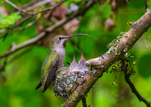 Hummingbird feeding her two chicks in the nest