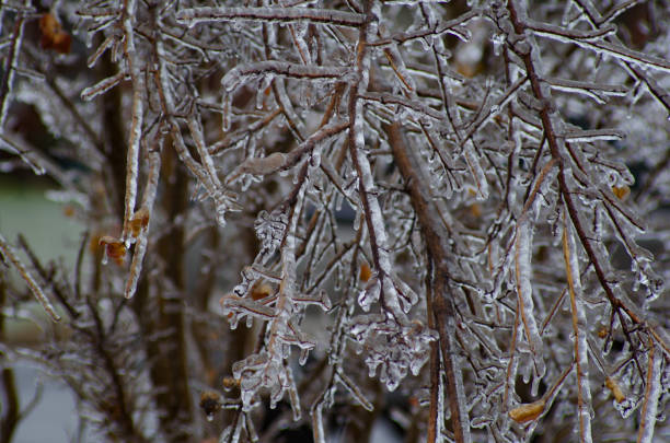 istock Tree bends under weight of ice 1466815234