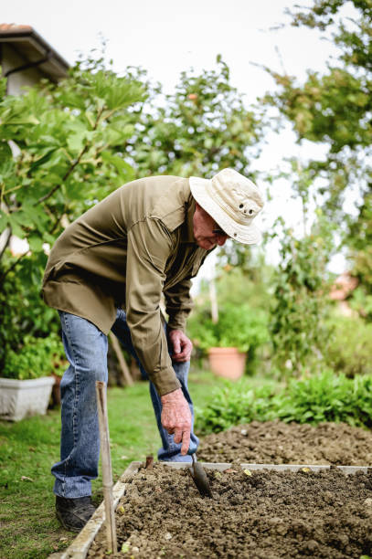 istock Senior man working in the garden. 1466815279