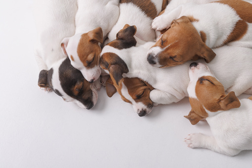 jack russell terrier puppies sleeping on pure white background