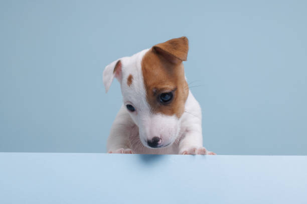 istock jack russell terrier puppies on a blue background 1466816174