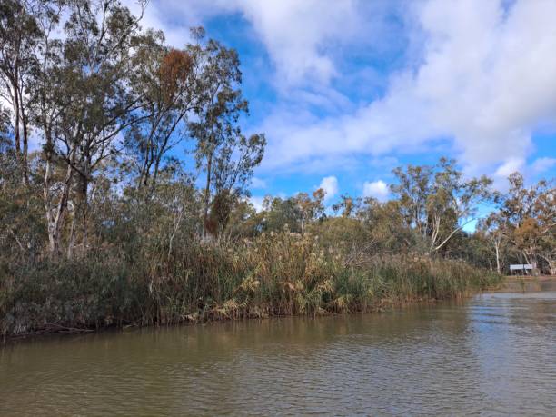 istock Barmah National Park, Victoria, Australia 1466816424
