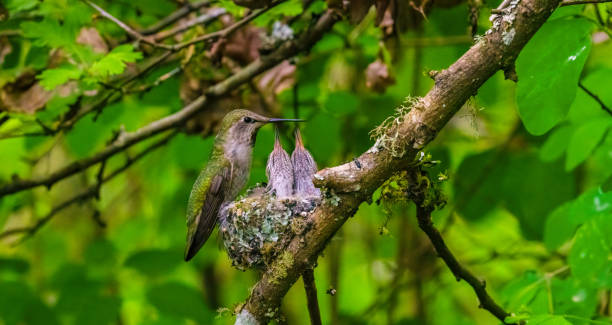 istock Hummingbird feeding her two chicks in the nest 1466817092
