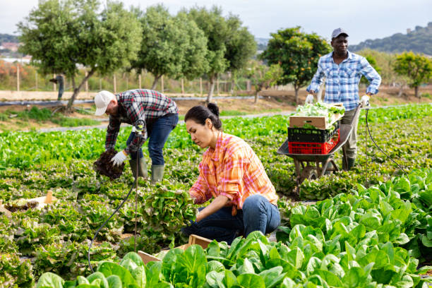 istock Multiethnic team of farm workers picking lettuce 1466818864