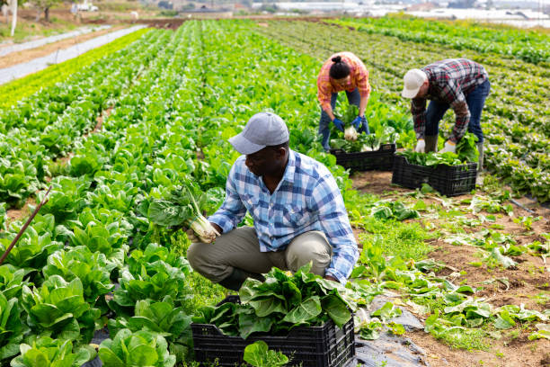 istock Positive man farmer picking chard on field 1466818866