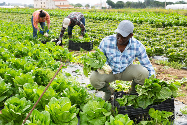 istock Man harvesting swiss chard on plantation 1466818933