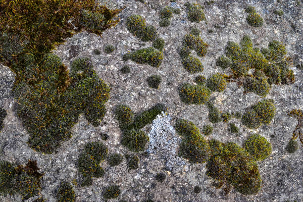 istock Detailed close up view at different moss textures on a forest ground 1466822335