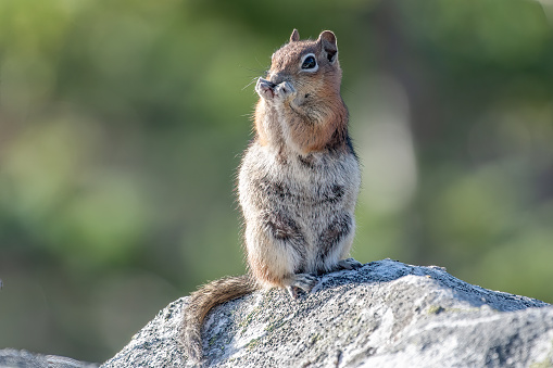 The eastern chipmunk  is a chipmunk species found in eastern North America